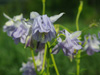 Aquilegia vulgaris 'Woodside Gold'